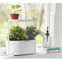 Mini jardinière d'intérieur plantes aromatiques métal blanc Umbra Giardino