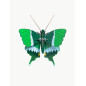 studio roof papillon vert carton mural decoratif jade studio roof papillon vert carton mural decoratif jade