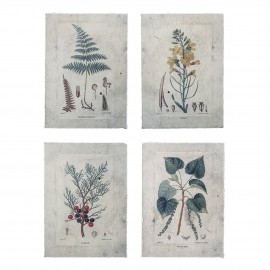 Botanisches Illustrationsposter Bloomingville Fribo Set 4