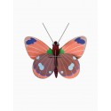 studio roof papillon delias decoration murale carton