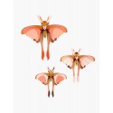 decoration murale studio roof papillon comete de madagascar set de 3