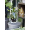 cache pot en verre transparent suspendu sur corde jute ib laursen