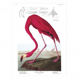 affiche vintage flament rose the dybdahl american flamingo