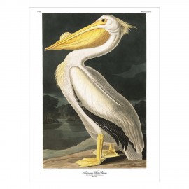 affiche retro oiseau pelican naturaliste audubon the dybdahl