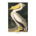 Affiche Audubon pélican The Dybdahl American White Pelican