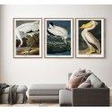 affiche retro oiseau pelican naturaliste audubon the dybdahl