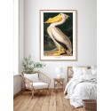 affiche retro oiseau pelican naturaliste audubon the dybdahl