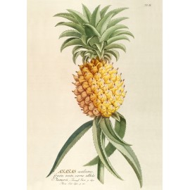 affiche botanique ancienne ananas the dybdahl ananas aculeatus