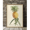 affiche botanique ancienne ananas the dybdahl ananas aculeatus