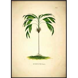 poster ancien vintage botanique palmier the dybdahl hyospathe elegans