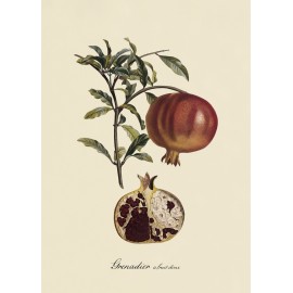affiche ancienne fruits grenadier botanique the dybdahl