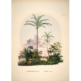Affiche ancienne paysage tropical The Dybdahl Astrocaryum vulgare cocos