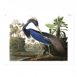 affiche dessin oiseau audubon heron bleu the dybdahl louisiana heron