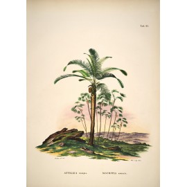 affiche paysage tropical vintage the dybdahl attalea mauritania