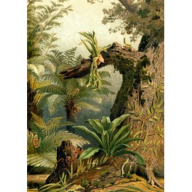 poster dessin tropical fougeres the dybdahl ferns