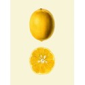 poster affiche citron the dybdahl lemon
