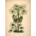 poster ancien palmier the dybdahl livistona humilis