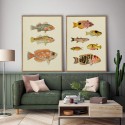 affiche dessin poissons ancien vintage the dybdahl