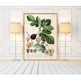 Affiche planche botanique figuier The Dybdahl Ficus Foliis Palmatis