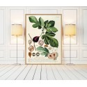 affiche planche botanique ancienne figuier the dybdahl ficus