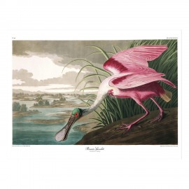affiche peinture oiseaux audubon the dybdahl roseate spoonbill