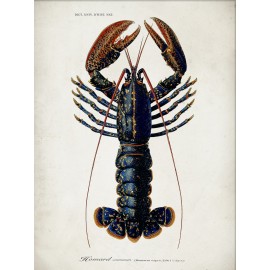 affiche homard vintage the dybdahl lobster