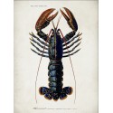 affiche homard vintage the dybdahl lobster
