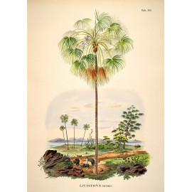 affiche poster palmier vintage the dybdahl livistona inermis