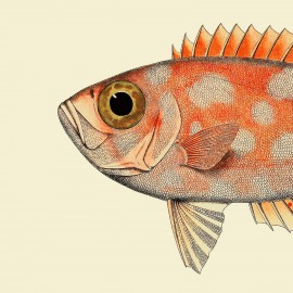 poster dessin tete de poisson orange the dybdahl dotted fish head