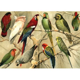 affiche poster peinture perroquets vintage the dybdahl parrots