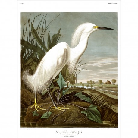 affiche peinture oiseau audubon heron the dybdahl snowy heron