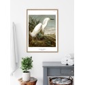 affiche peinture oiseau audubon heron the dybdahl snowy heron