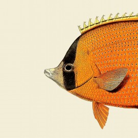 poster dessin tete de poisson orange the dybdahl orange fish head