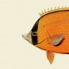 Affiche tête de poisson The Dybdahl Orange Fish Head