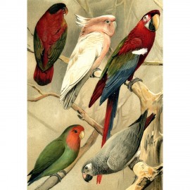 affiche perroquets dessin ancien the dybdahl parrots left side
