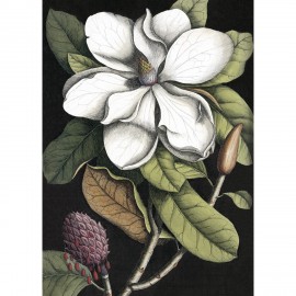 affiche fleur magnolia en fleurs peinture dessin the dybdahl