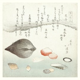 illustration japonaise ukiyo coquillages palourdes the dybdahl clams
