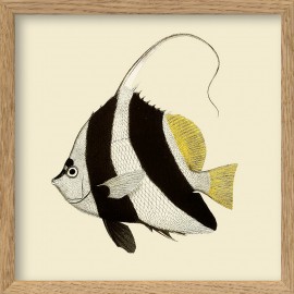 illustration petit cadre poisson noir blanc the dybdahl