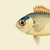 image poisson murale affiche deco the dybdahl