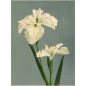 affiche fleur iris the dybdahl laevigata