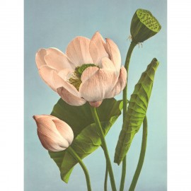 Photographie florale colorisée The Dybdahl Triple Lotus