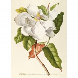 Affiche fleur magnolia The Dybdahl