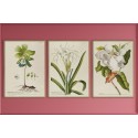 grande affiche fleur magnolia vintage the dybdahl