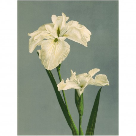 grande affiche fleur iris Ogawa Kazumasa the dybdahl