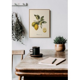 affiche citronnier vintage planche botanique The Dybdahl Citronier Commun