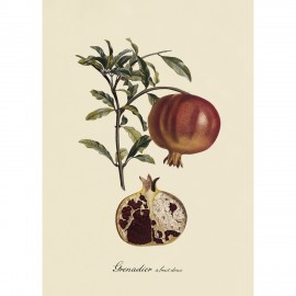 Affiche ancienne botanique grenadier The Dybdahl