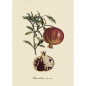 affiche ancienne botanique fruit grenadier The Dybdahl affiche ancienne botanique fruit grenadier The Dybdahl
