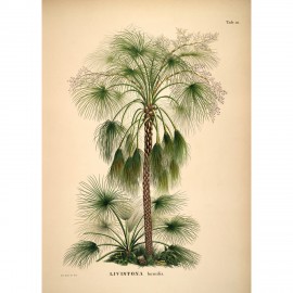 grande affiche palmier The Dybdahl Livistona Humilis