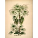 Affiche palmier The Dybdahl Livistona Humilis
