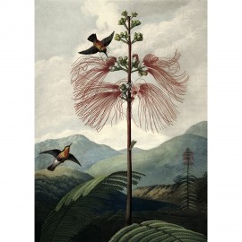 Affiche nature tropicale The Dybdahl The Tree of Flowers